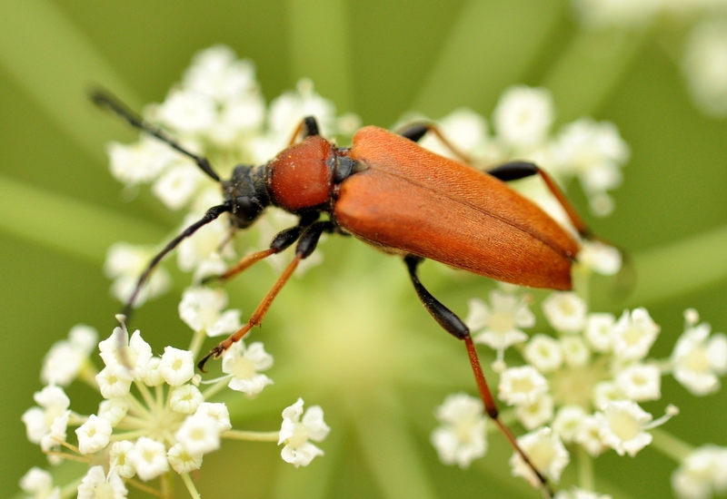 Coleoptera Cerambycidae